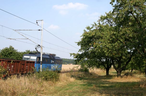 Chlumec nad Cidlinou, 22.9.2009
Třešně v ovocném sadu u železničního přejezdu u silnice na Lišice.
Schlüsselwörter: Chlumec nad Cidlinou Anthaxia candens