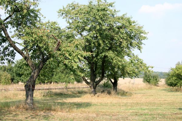 Chlumec nad Cidlinou, 22.9.2009
Třešně v ovocném sadu u železničního přejezdu u silnice na Lišice.
Klíčová slova: Chlumec nad Cidlinou Anthaxia candens