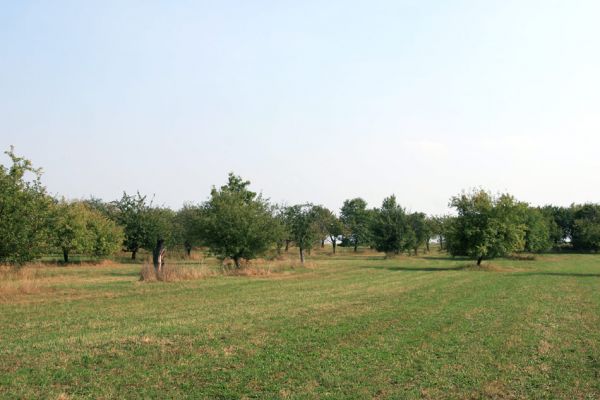 Chlumec nad Cidlinou, 22.9.2009
Třešně v ovocném sadu u železničního přejezdu u silnice na Lišice.
Keywords: Chlumec nad Cidlinou Anthaxia candens