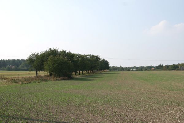 Chlumec nad Cidlinou, 22.9.2009
Velká třešňová alej u silnice na Převýšov.
Mots-clés: Chlumec nad Cidlinou Anthaxia candens