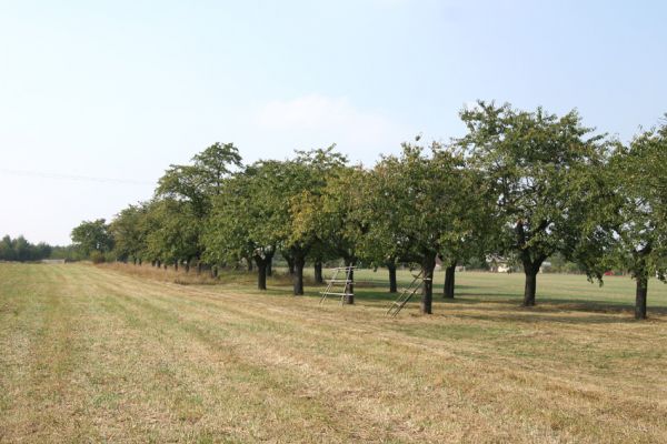 Chlumec nad Cidlinou, 22.9.2009
Velká třešňová alej u silnice na Převýšov.
Klíčová slova: Chlumec nad Cidlinou Anthaxia candens