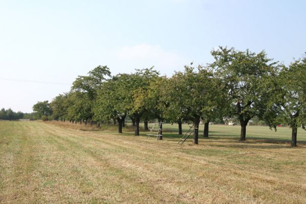 Chlumec nad Cidlinou, 22.9.2009
Velká třešňová alej u silnice na Převýšov.
Schlüsselwörter: Chlumec nad Cidlinou Anthaxia candens