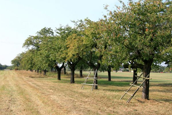 Chlumec nad Cidlinou, 22.9.2009
Velká třešňová alej u silnice na Převýšov.
Klíčová slova: Chlumec nad Cidlinou Anthaxia candens