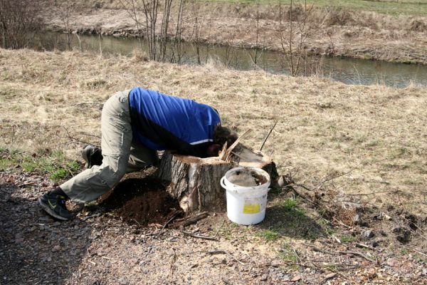 Chlumec nad Cidlinou, 28.3.2011
Reportáž z likvidace biotopů chráněných brouků - lip v lipové aleji u Cidliny.
Klíčová slova: Chlumec nad Cidlinou Kubík saproxylofágní holokaust páchník Osmoderma barnabita Protaetia lugubris Protaetia aeruginosa Elater ferrugineus Crepidophorus mutilatus