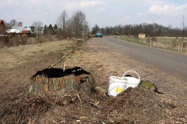 Chlumec nad Cidlinou, 28.3.2011
Reportáž z likvidace biotopů chráněných brouků - lip v lipové aleji u Cidliny. V dutinách byly desítky larev páchníků, zlatohlávků a kovaříků Elater ferrugineus.
Klíčová slova: Chlumec nad Cidlinou saproxylofágní holokaust páchník Osmoderma barnabita Protaetia lugubris Protaetia aeruginosa Elater ferrugineus Crepidophorus mutilatus