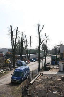 Chlumec nad Cidlinou, 28.3.2011
Jižní část lipové aleje u Cidliny osídlená krasci lipovými.
Schlüsselwörter: Chlumec nad Cidlinou Lamprodila rutilans