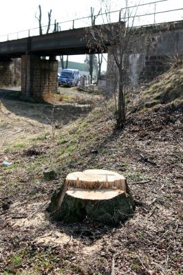 Chlumec nad Cidlinou, 28.3.2011
Reportáž z likvidace biotopů chráněných brouků - lip v lipové aleji u Cidliny. 
Schlüsselwörter: Chlumec nad Cidlinou saproxylofágní holokaust páchník Osmoderma barnabita Protaetia lugubris Protaetia aeruginosa Elater ferrugineus Crepidophorus mutilatus