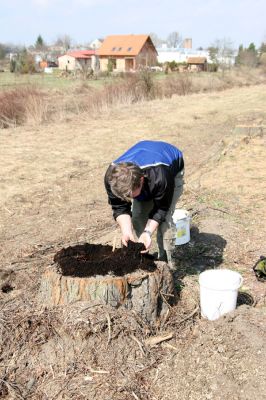 Chlumec nad Cidlinou, 28.3.2011
Reportáž z likvidace biotopů chráněných brouků - lip v lipové aleji u Cidliny. 
Schlüsselwörter: Chlumec nad Cidlinou Kubík saproxylofágní holokaust páchník Osmoderma barnabita Protaetia lugubris Protaetia aeruginosa Elater ferrugineus Crepidophorus mutilatus