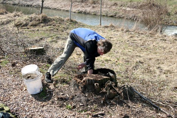 Chlumec nad Cidlinou, 28.3.2011
Reportáž z likvidace biotopů chráněných brouků - lip v lipové aleji u Cidliny. 
Schlüsselwörter: Chlumec nad Cidlinou Kubík saproxylofágní holokaust páchník Osmoderma barnabita Protaetia lugubris Protaetia aeruginosa Elater ferrugineus Crepidophorus mutilatus