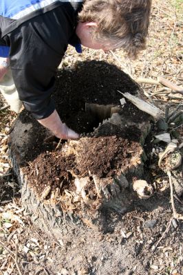 Chlumec nad Cidlinou, 28.3.2011
Reportáž z likvidace biotopů chráněných brouků - lip v lipové aleji u Cidliny. 
Schlüsselwörter: Chlumec nad Cidlinou Kubík saproxylofágní holokaust páchník Osmoderma barnabita Protaetia lugubris Protaetia aeruginosa Elater ferrugineus Crepidophorus mutilatus