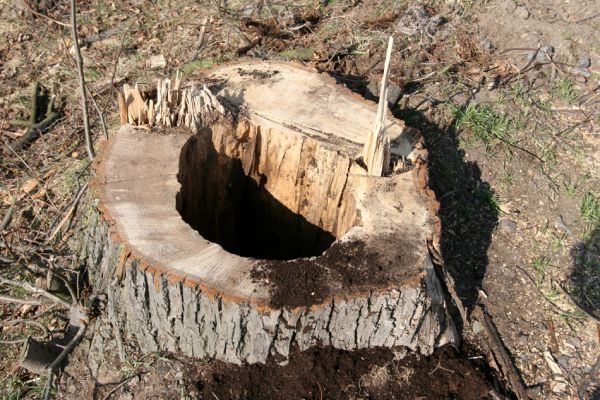 Chlumec nad Cidlinou, 28.3.2011
Reportáž z likvidace biotopů chráněných brouků - lip v lipové aleji u Cidliny. 
Klíčová slova: Chlumec nad Cidlinou saproxylofágní holokaust páchník Osmoderma barnabita Protaetia lugubris Protaetia aeruginosa Elater ferrugineus Crepidophorus mutilatus