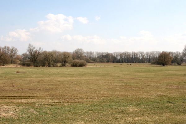 Chlumec nad Cidlinou, 28.3.2011
Záplavová luky u Cidliny u bývalé koňské jízdárny. 
Schlüsselwörter: Chlumec nad Cidlinou Drapetes mordelloides