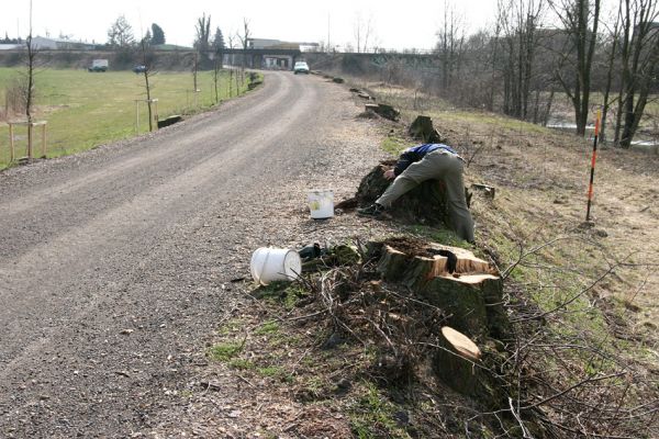 Chlumec nad Cidlinou, 28.3.2011
Reportáž z likvidace biotopů chráněných brouků - lip v lipové aleji u Cidliny. 
Mots-clés: Chlumec nad Cidlinou Kubík saproxylofágní holokaust páchník Osmoderma barnabita Protaetia lugubris Protaetia aeruginosa Elater ferrugineus Crepidophorus mutilatus