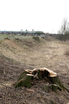 Chlumec nad Cidlinou, 28.3.2011
Reportáž z likvidace biotopů chráněných brouků - lip v lipové aleji u Cidliny. 
Keywords: Chlumec nad Cidlinou saproxylofágní holokaust páchník Osmoderma barnabita Protaetia lugubris Protaetia aeruginosa Elater ferrugineus Crepidophorus mutilatus