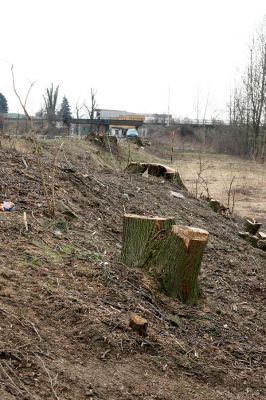 Chlumec nad Cidlinou, 28.3.2011
Reportáž z likvidace biotopů chráněných brouků - lip v lipové aleji u Cidliny. 
Keywords: Chlumec nad Cidlinou saproxylofágní holokaust páchník Osmoderma barnabita Protaetia lugubris Protaetia aeruginosa Elater ferrugineus Crepidophorus mutilatus