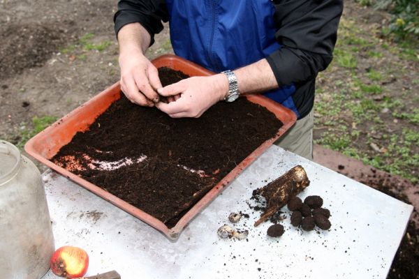 Chlumec nad Cidlinou, 28.3.2011
Reportáž z likvidace biotopů chráněných brouků - lip v lipové aleji u Cidliny. Třídění a počítání larev.
Klíčová slova: Chlumec nad Cidlinou Kubík saproxylofágní holokaust páchník Osmoderma barnabita Protaetia lugubris Protaetia aeruginosa Elater ferrugineus Crepidophorus mutilatus