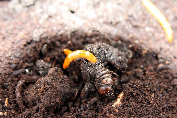 Chlumec nad Cidlinou, 28.3.2011
Reportáž z likvidace biotopů chráněných brouků - lip v lipové aleji u Cidliny. Larva kovaříka Elater ferrugineus vyžírá larvu zlatohlávka mramorovaného.
Schlüsselwörter: Chlumec nad Cidlinou saproxylofágní holokaust Protaetia lugubris Elater ferrugineus