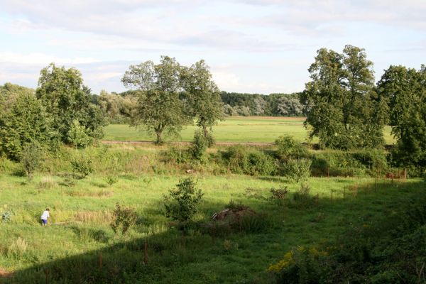 Chlumec nad Cidlinou, 29.8.2010
Pohled od železniční trati na zdevastovanou lipovou alej podél Cidliny. Polovina lip byla zlikvidována, aby mohla být rozšířena cesta na zemědělskou usedlost Ostrov a bažantnici Luhy. 
Mots-clés: Chlumec nad Cidlinou saproxylofágní holokaust Lamprodila rutilans krasec lipový Elater ferrugineus Osmoderma páchník