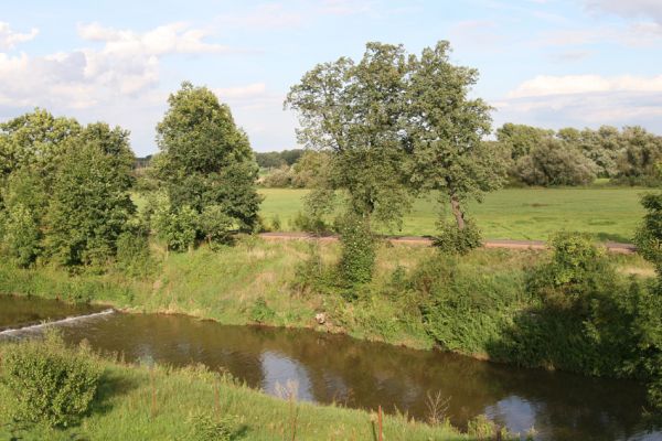 Chlumec nad Cidlinou, 29.8.2010
Pohled od železniční trati na zdevastovanou lipovou alej podél Cidliny. Polovina lip byla zlikvidována, aby mohla být rozšířena cesta na zemědělskou usedlost Ostrov a bažantnici Luhy. 
Keywords: Chlumec nad Cidlinou saproxylofágní holokaust Lamprodila rutilans krasec lipový Elater ferrugineus Osmoderma páchník