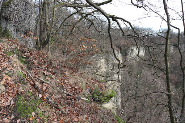 Choceň, 12.1.2023
Peliny.
Keywords: Choceň Peliny