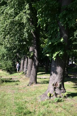 Choceň, 21.8.2010
Lipová alej od železniční stanice k vrchu Chlum. Na okraji aleje lze na osluněných kmenech nalézt výletové otvory krasců lipových.
Klíčová slova: Choceň Chlum Lamprodila rutilans krasec lipový