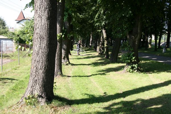 Choceň, 21.8.2010
Lipová alej od železniční stanice k vrchu Chlum. Na okraji aleje lze na osluněných kmenech nalézt výletové otvory krasců lipových.
Klíčová slova: Choceň Chlum Lamprodila rutilans krasec lipový Jiří Krátký