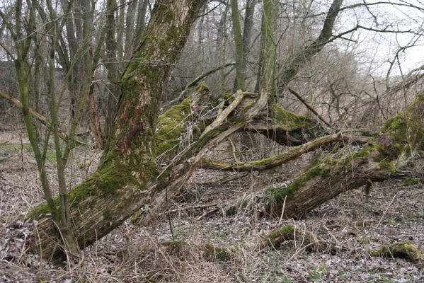 Choceň, Dvořisko, 28.2.2016
Staré vrby v lužním lese u železniční trati - biotop kovaříka Calambus bipustulatus.
Mots-clés: Choceň Dvořisko Calambus bipustulatus