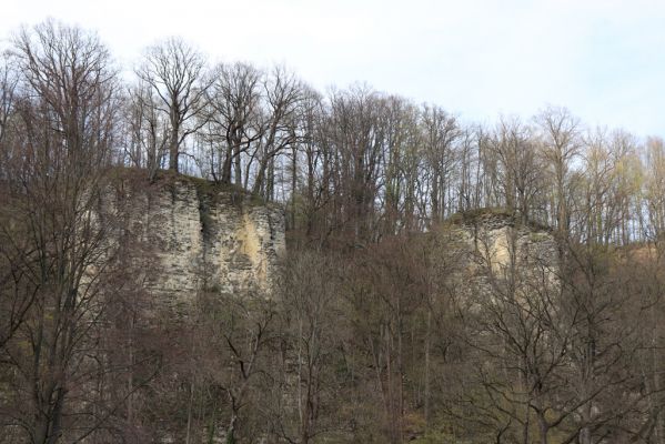 Choceň, 6.4.2019
Peliny.
Keywords: Choceň Peliny Anostirus gracilicollis