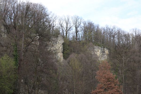 Choceň, 6.4.2019
Peliny.
Keywords: Choceň Peliny Anostirus gracilicollis