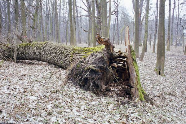 Choltice-zámecký park, 15.3.2003
Padlý dub.
Klíčová slova: Choltice Ampedus brunnicornis