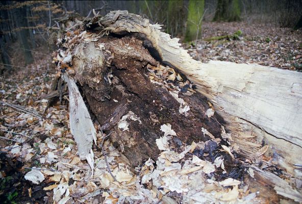 Choltice-zámecký park, 15.3.2003
Trouchnivý kmen padlé lípy.
Schlüsselwörter: Choltice Ampedus brunnicornis