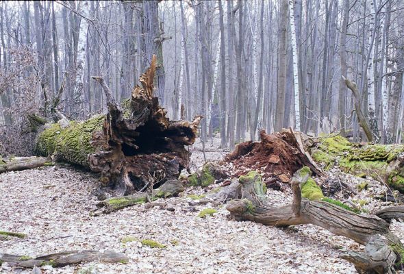 Choltice-zámecký park, 15.3.2003
Padlý choltický obr.
Klíčová slova: Choltice Ampedus brunnicornis