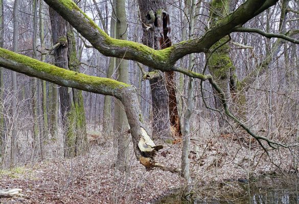 Choltice-zámecký park, 15.3.2003
Duby u lesního rybníčku. Připadal jsem si jako chrabrý Bajaja.
Klíčová slova: Choltice