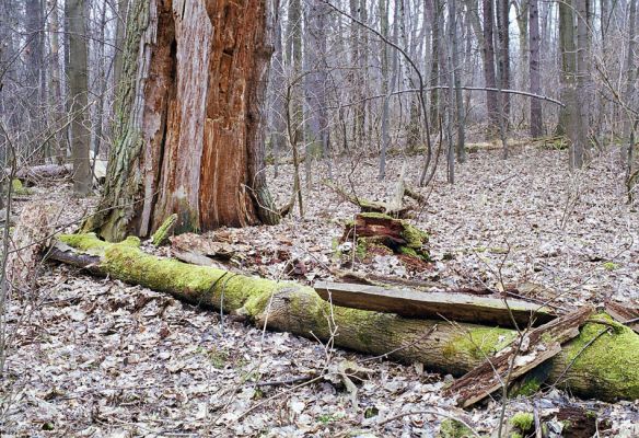 Choltice-zámecký park, 15.3.2003
V trouchu u paty dubu (mimo dutinu!) jsem nalezl larvy kovaříka Elater ferrugineus.
Schlüsselwörter: Choltice Elater ferrugineus