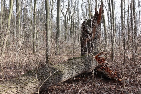 Choltice, 24.2.2022
Choltice - obora. Rozlomený kmen dubu - biotop kovaříka Ampedus cardinalis.
Klíčová slova: Choltice obora Ampedus cardinalis