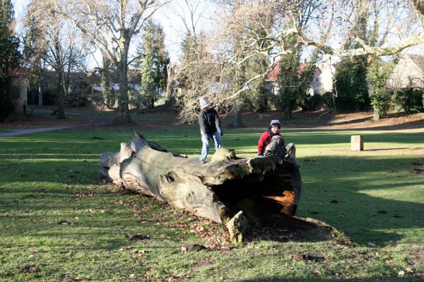 Choltice, 26.12.2009
Mrtvý dub jako přirozená přírodní dekorace v zámeckém parku. 
Schlüsselwörter: Choltice