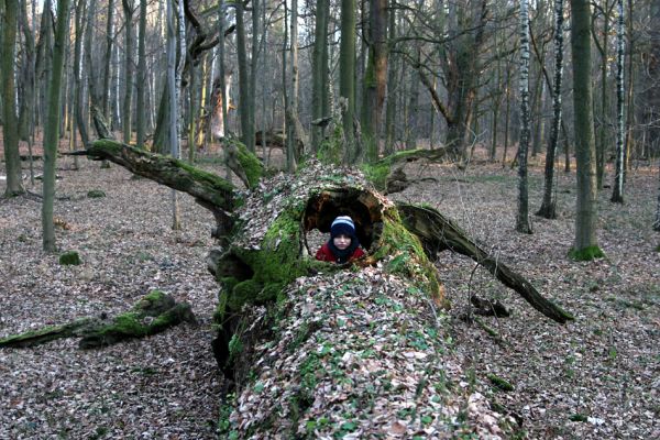 Choltice, 26.12.2009
Kluci na průzkumu rezervace.
Klíčová slova: Choltice