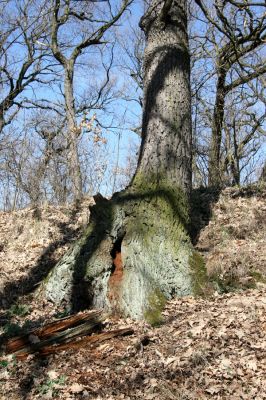 Chomutov, 26.3.2012
Dutý dub v západní části Zooparku.
Klíčová slova: Krušné hory Chomutov Zoopark