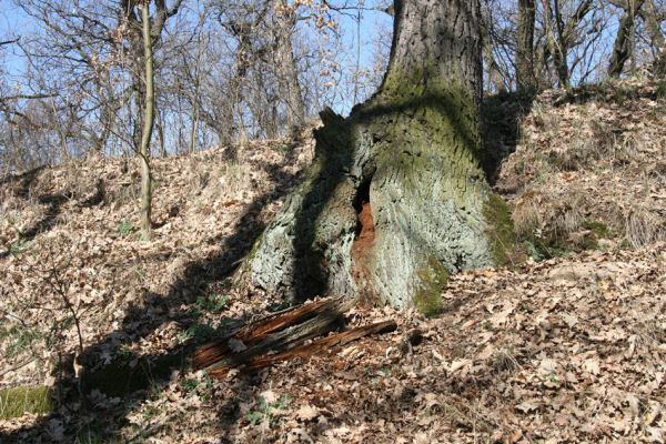 Chomutov, 26.3.2012
Dutý dub v západní části Zooparku.
Klíčová slova: Krušné hory Chomutov Zoopark