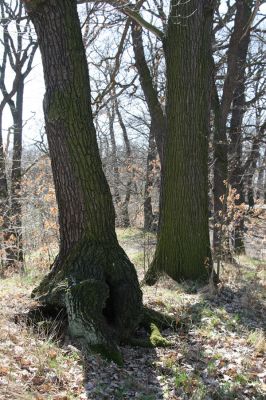Chomutov, 26.3.2012
Duby v západní části Zooparku.
Klíčová slova: Krušné hory Chomutov Zoopark