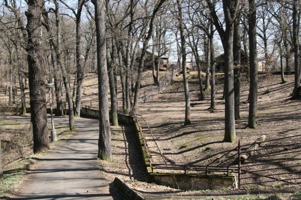 Chomutov, 26.3.2012
Duby v západní části Zooparku.
Klíčová slova: Krušné hory Chomutov Zoopark