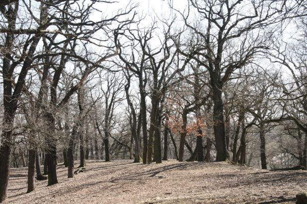 Chomutov, 26.3.2012
Duby v západní části Zooparku.
Klíčová slova: Krušné hory Chomutov Zoopark