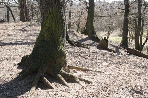 Chomutov, 26.3.2012
Duby v západní části Zooparku.
Klíčová slova: Krušné hory Chomutov Zoopark