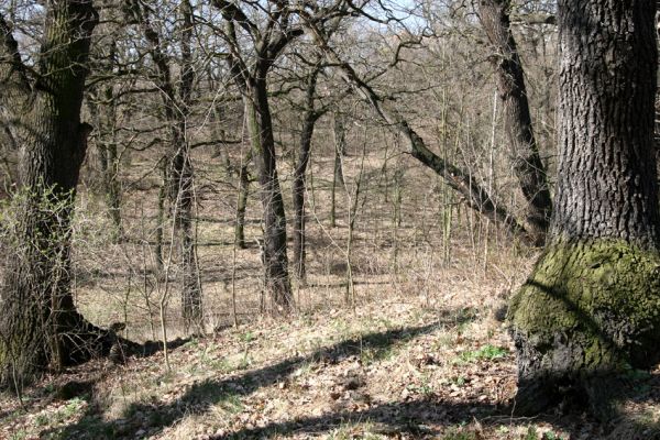 Chomutov, 26.3.2012
Duby v západní části Zooparku.
Klíčová slova: Krušné hory Chomutov Zoopark