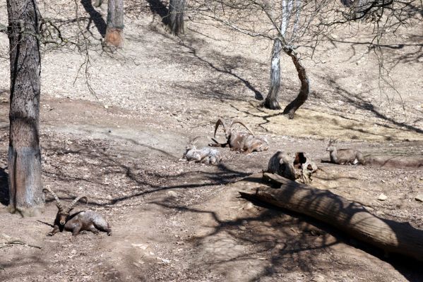 Chomutov, 26.3.2012
Stádo kozorožců v Zooparku.
Klíčová slova: Krušné hory Chomutov Zoopark