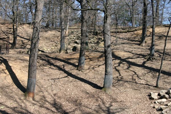 Chomutov, 26.3.2012
Duby v západní části Zooparku - výběh kozorožců.
Klíčová slova: Krušné hory Chomutov Zoopark