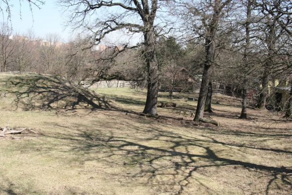 Chomutov, 26.3.2012
Duby v centrální části Zooparku - výběh pižmoně.
Klíčová slova: Krušné hory Chomutov Zoopark