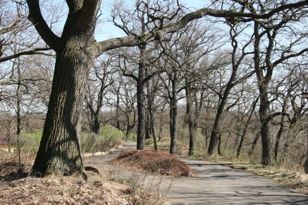 Chomutov, 26.3.2012
Duby v centrální části Zooparku.
Klíčová slova: Krušné hory Chomutov Zoopark