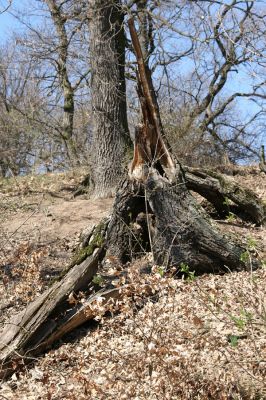 Chomutov, 26.3.2012
Duby v centrální části Zooparku.
Klíčová slova: Krušné hory Chomutov Zoopark