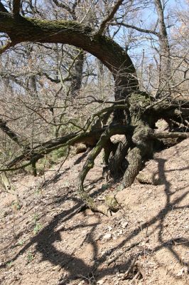 Chomutov, 26.3.2012
Duby v centrální části Zooparku.
Klíčová slova: Krušné hory Chomutov Zoopark